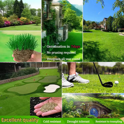 High Germination Lawn Seeds – Bare Patch & Lawn Repair