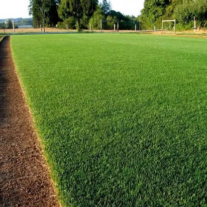 High Germination Lawn Seeds – Bare Patch & Lawn Repair