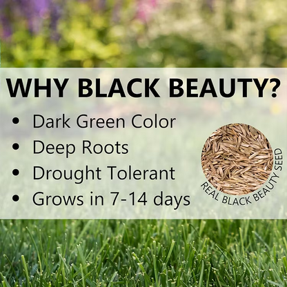 High Germination Lawn Seeds – Bare Patch & Lawn Repair